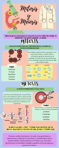 infografía sobre la mitosis y meiosis