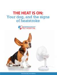 Understanding Heatstroke in Dogs: Prevention and Care