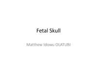 Fetal Skull
