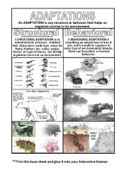 Structural and Behavioral Adaptations in Animals