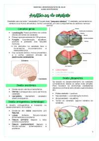 Anatomia e Função do Cerebelo: Um Guia Completo para Estudantes de Medicina