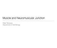 Muscle Types and Neuromuscular Function: Skeletal, Cardiac, and Smooth Muscle