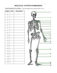 Skeletal System Worksheet