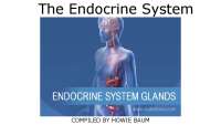 The Endocrine System.pdf