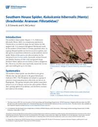 Southern House Spider: Identification, Description, and Management