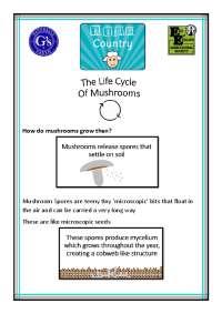 The Growth Process of Mushrooms: From Spores to Mycelium and Fruiting Bodies