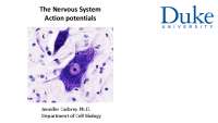 Understanding Action Potentials and their Role in the Nervous System