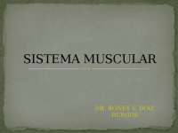 Sistema Muscular: Funciones, Características y Tipos
