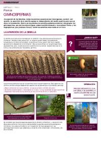 Gimnospermas: Características, Reproducción y Clasificación
