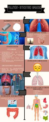 Anatomy of the Lung-Intestine Complex: Structure, Functions, and Relations