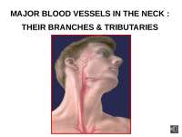 Major Blood Vessels in the Neck: Their Branches and Tributaries