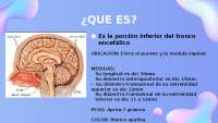 Anatomía del Bulbo Raquídeo: Configuración Externa y Interna