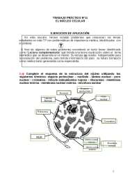 Trabajo Práctico Nº11: El Núcleo Celular - Ejercicios de Aplicación