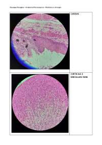 Anatomia microscopica - vetrini | Schemi e mappe concettuali di ...