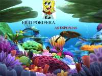 Esponjas de Água: Filo Porifera e Suas Características