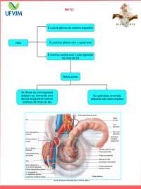 Anatomia do Reto: Partes, Relações e Funções