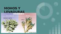 mohos y levaduras en los vegetales