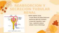 tema 28 de guyton descripcion del tema