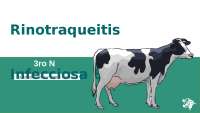 Rinotraqueitis Infecciosa Bovina (IBR): Etiología, Transmisión y Control - Prof. Fiori