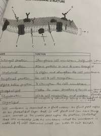 DNA replication and cell membrane notes | Study notes Biology | Docsity