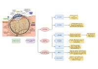 Cuadro sinóptico anatomía del ojo