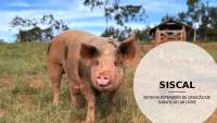 SISCAL SISTEMA DE CRIACAO INSTENSIVA  SUINOS