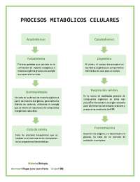 Diagrama de flujo: Procesos metabólicos celulares. | Esquemas y mapas ...