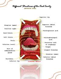 Anatomy of the Oral Cavity: A Labeled Diagram - Prof. Film