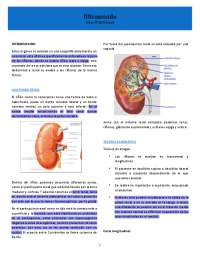 imagen logia riñón para el diagnostico de diversas patologias, mediante tecnicas de Ecogra