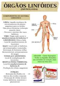 Órgãos Linfoides relacionados a sua função no sistema imunológico ...