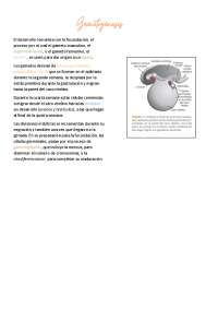 Gametogenese e Ciclo Sexual