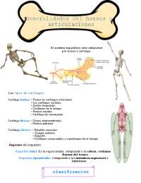 Sistema Esquelético e Articular