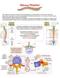 La columna vertebral humana