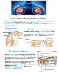 Anatomia do Ombro e Braço