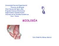Miologia: tendones, músculos, sus uniones y las diferencias de cada uno