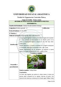 ORGANOGRAFIA FLOR E INFLORECENCIA