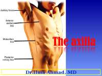 The Axilla: Anatomy and Boundaries
