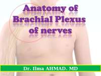 Brachial plexus of nerves