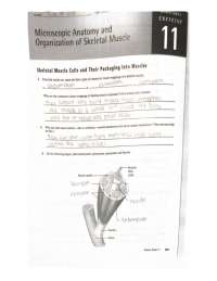 anatomy laboratory chapter 12