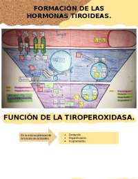 PREGUNTAS DE FISIOLOGÍA.