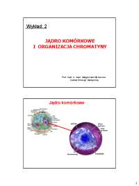 jądro komórkowe i organizacja chromatyny