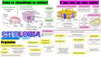Mapa Mental Citologia