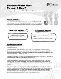 How Does Water Move Through A Plant? | Little Green Thumbs