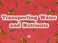 Lesson-Presentation-Transporting-Water-and-Nutrients