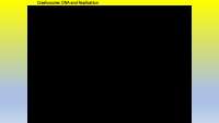 Crashcourse: DNA and Replication