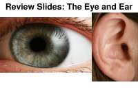 Review Slides: The Eye and Ear