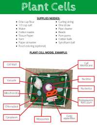 Plant Cell Model: A Hands-On Guide to Cell Structure