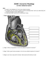 Intrinsic Conduction System