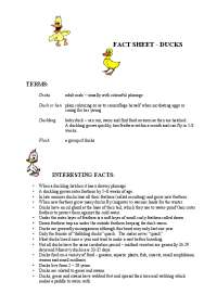 Duck Biology and Care: A Comprehensive Guide