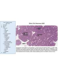 Slide 154: Pancreas, H&E